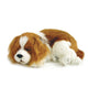 Original - Cavalier King Charles