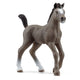 Cheval de Selle Fr. foal