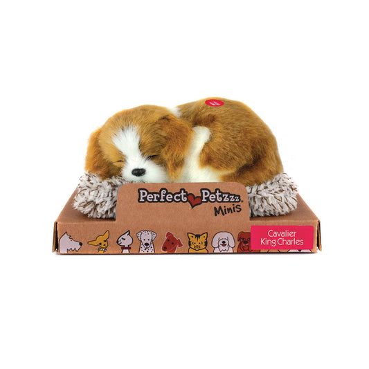 Mini  - Cavalier King Charles