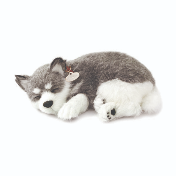 Original - Alaskan Husky