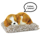 Mini  - Cavalier King Charles