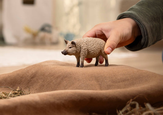 Mangalica Pig