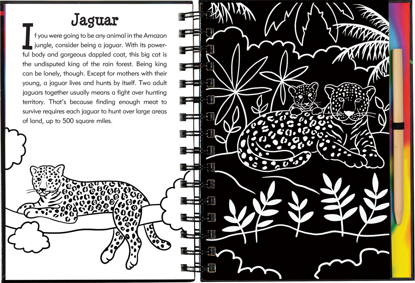 Scratch & Sketch™ Rain Forest (Trace Along)