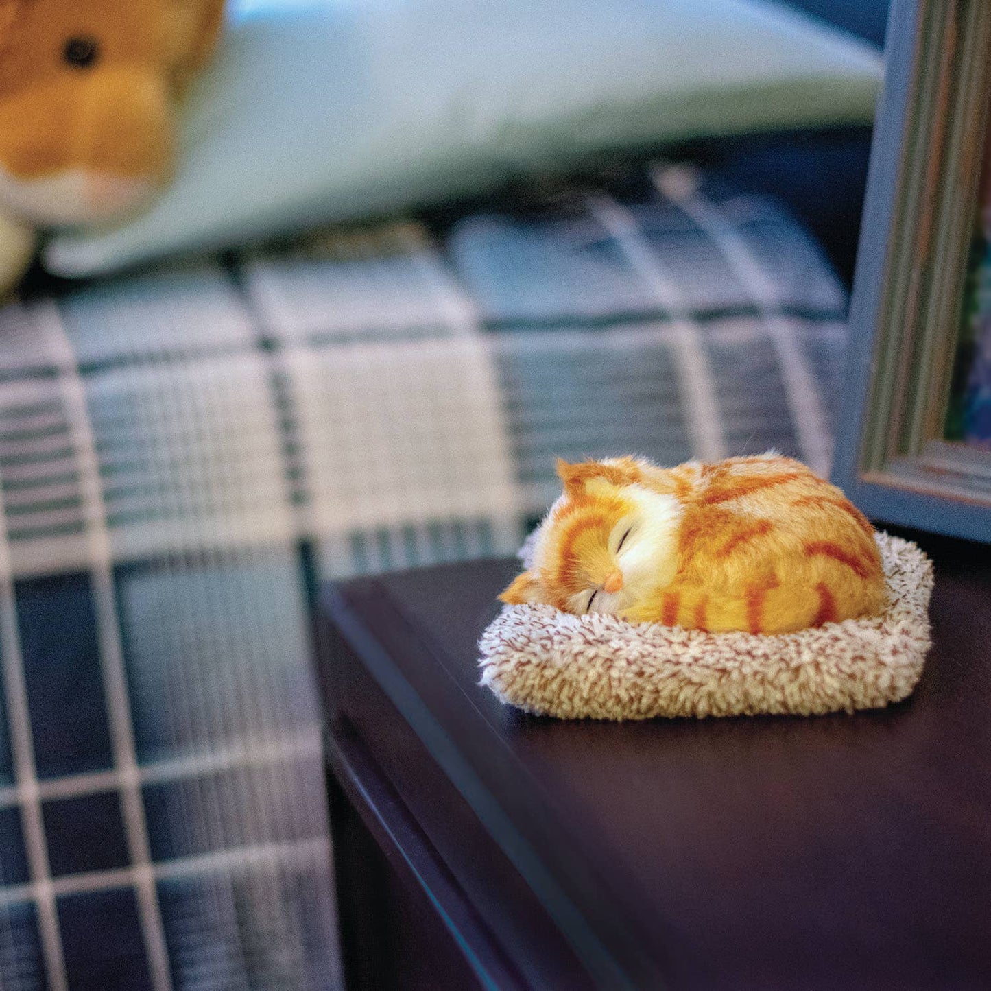 Mini  - Orange Tabby
