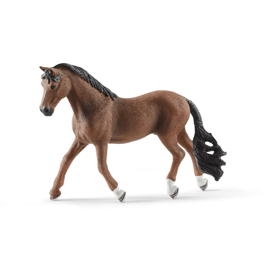 Trakehner stallion