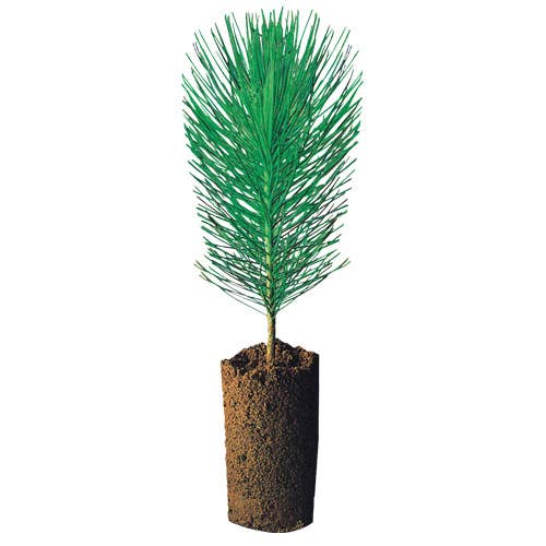 12 Grip EcoPencils - Colored Pencils w/ Raised Grip