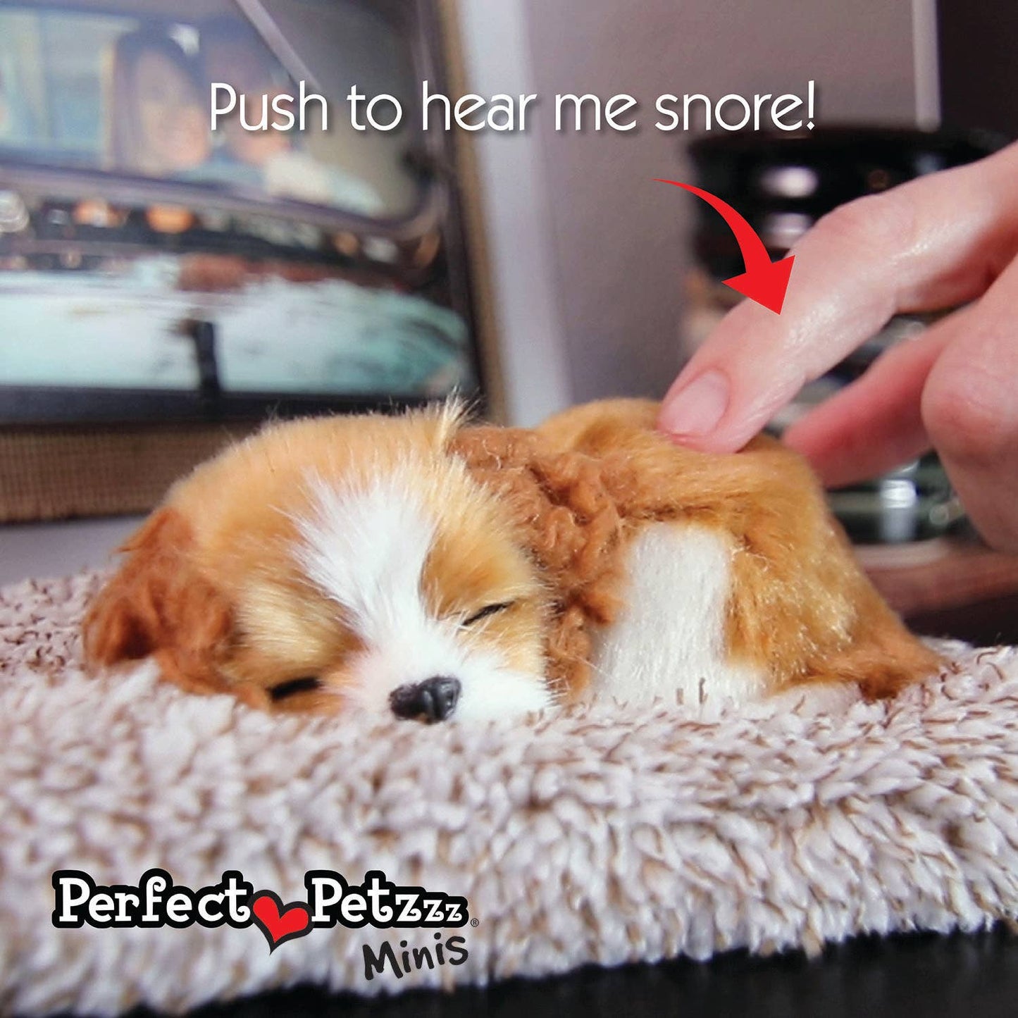 Mini  - Cavalier King Charles
