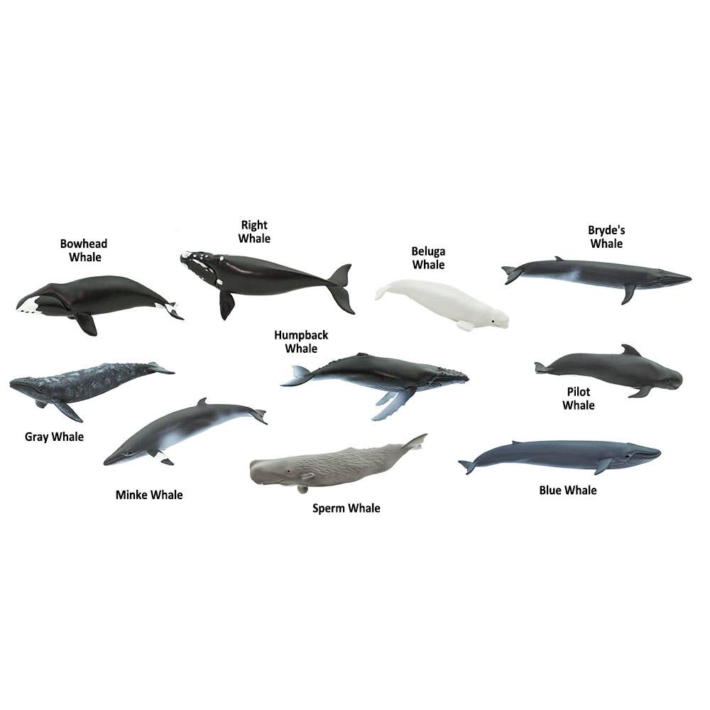 Whales TOOB® - 100072